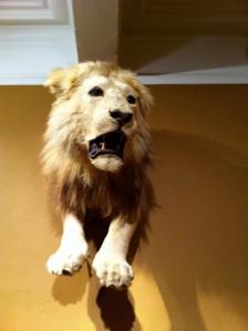 Lion at the Museum of Natural History