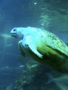 601677_917510230012_1353847181_n