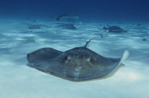 Swimming with the stingrays