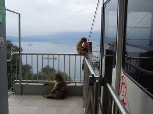 Apes waiting for us as we got off of the cable car