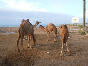 So many camels to choose from!