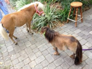 535264_901870781592_253305184_n