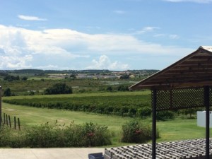 125 acres of vineyards