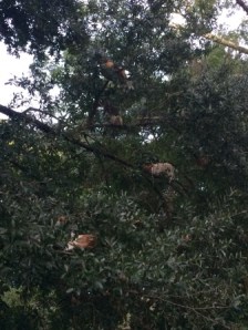 Random chickens were all over and in trees outside of YDE