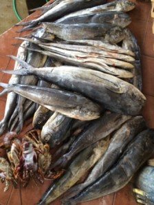 Fresh catch of the day!