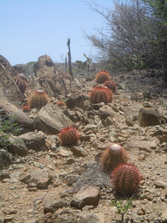 Lots of cacti in Arikok