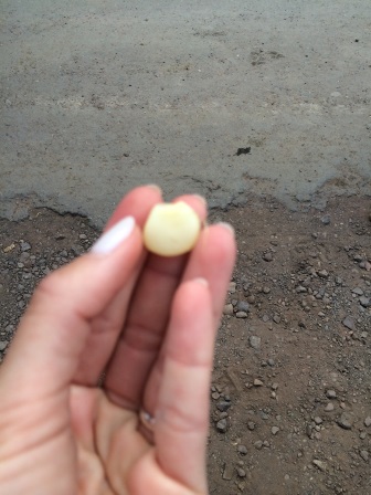 Corn kernels as big as my fingertip!