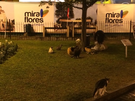Kitties at the Parque Kennedy