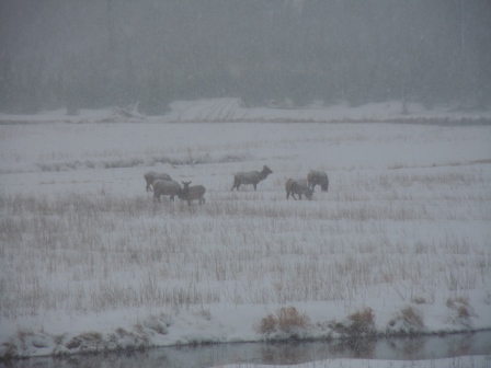 Elk herd