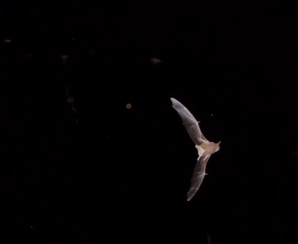 Up close of a Mexican freetail bat