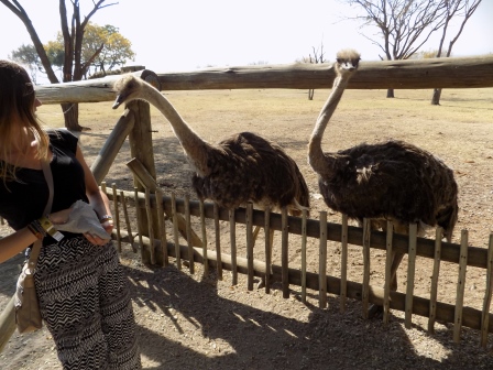 These ostriches were aggressive!