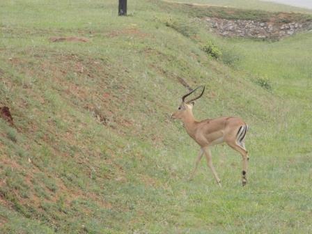 Saw this guy right after we left the airport!