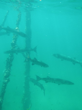 Lots of barracudas!