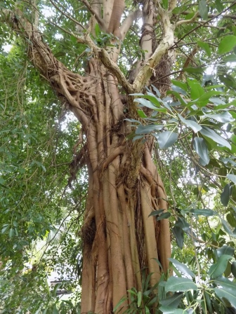 We also learned about strangler figs