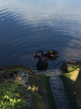 Black swans on the Yarra River