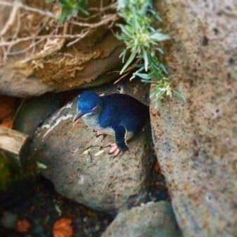 One of the fairy penguins