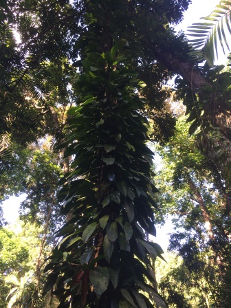 Jindalba Rainforest walk