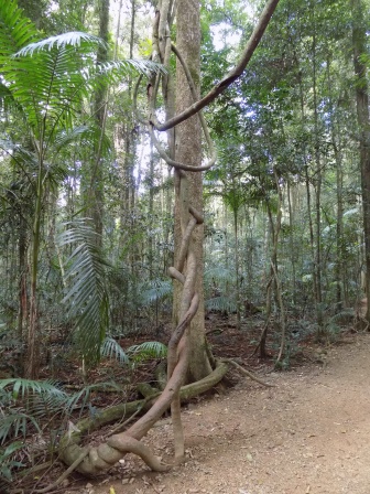 Everything in Australia is bigger, even the vines!