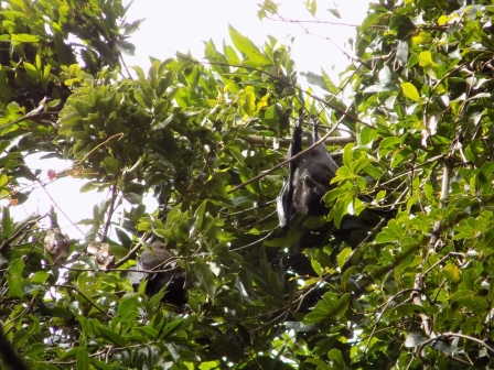 Flying fox bats sleeping in the trees