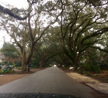 Canopy road in James Island