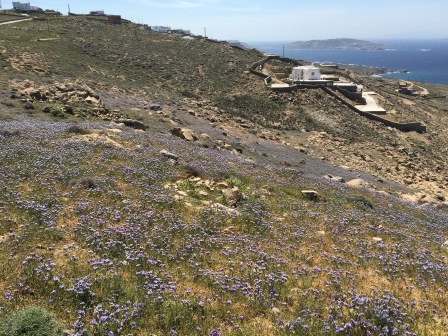 Wildflowers at the lighthouse