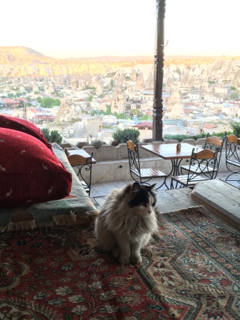 Our dinner companion