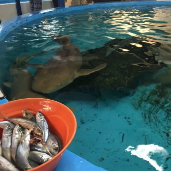 Lunchtime for the nurse sharks