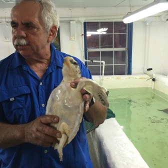 Jack showing us a recent addition to the sea turtle rehabilitation program