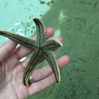 Starfish touch tanks