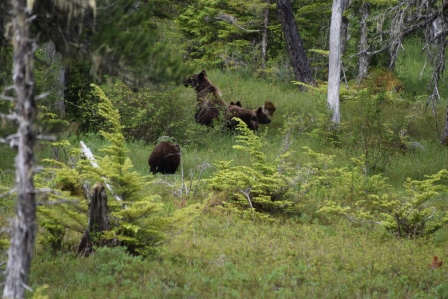 Mama coastal brown bear and cubs (Photo via Paul Sells, another person on our tour)