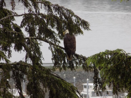 We spotted this bald eagle from one of the trails