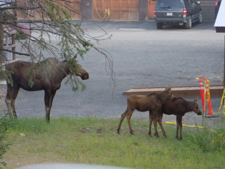 Moose family