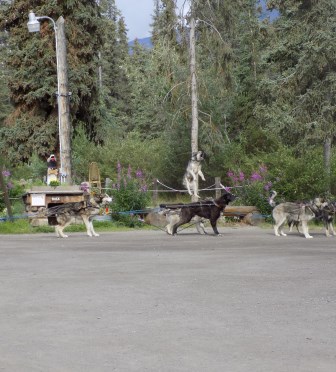 These huskies were so excited about being picked for the demonstration