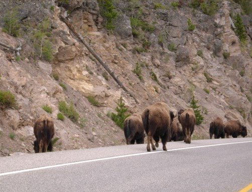 1928972_508410040072_9489_n